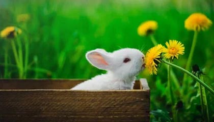 林诗栋/蒯曼3-1沙/奇塔莱 WTT总决赛小组赛2胜1负